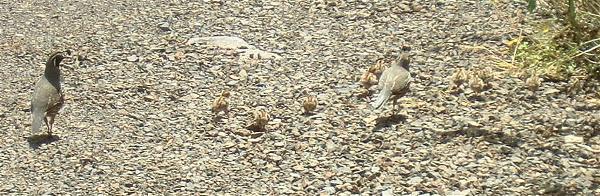 California Quail