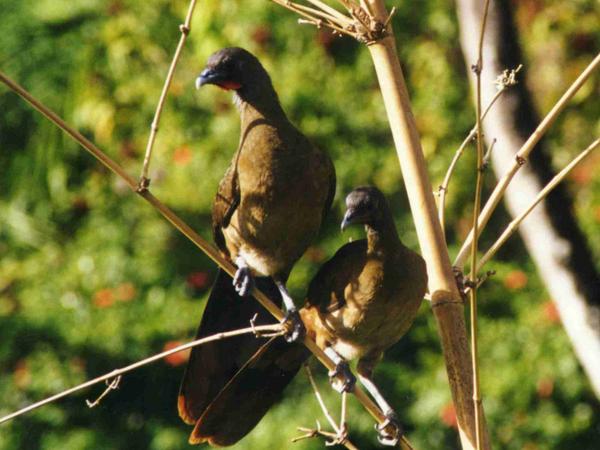 Rufous-vented Chachalaca