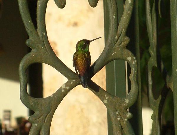 Copper-rumped Hummingbird Copper-rumped Hummingbird