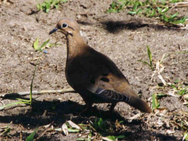 Ruddy Ground Dove