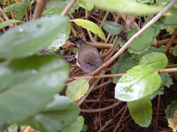 Grey Warbler