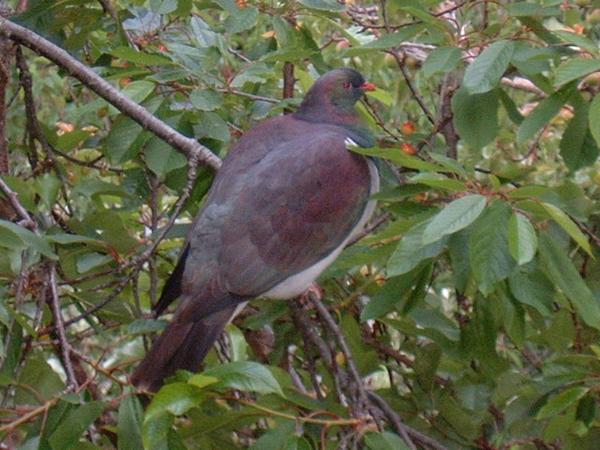 Kereru NZ Wood pigeon Kereru NZ Wood pigeon