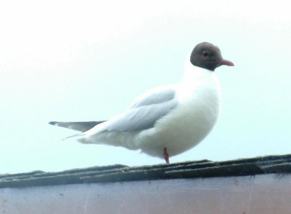 Black-headed Gull