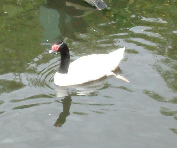 Black-necked Swan