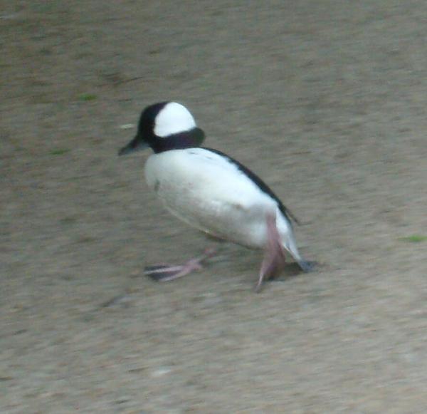 Bufflehead Bufflehead