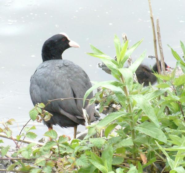 Common Coot Common Coot