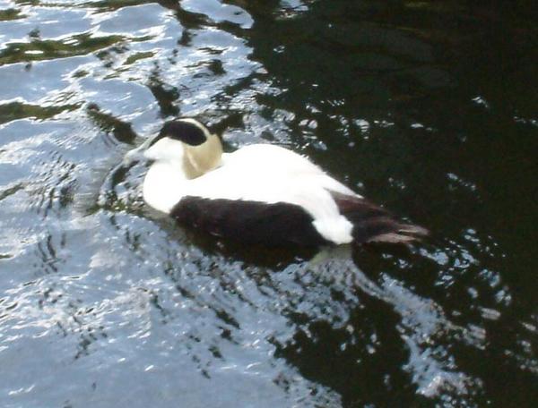 Common Eider Common Eider