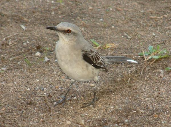 Tropical Mockingbird Tropical Mockingbird