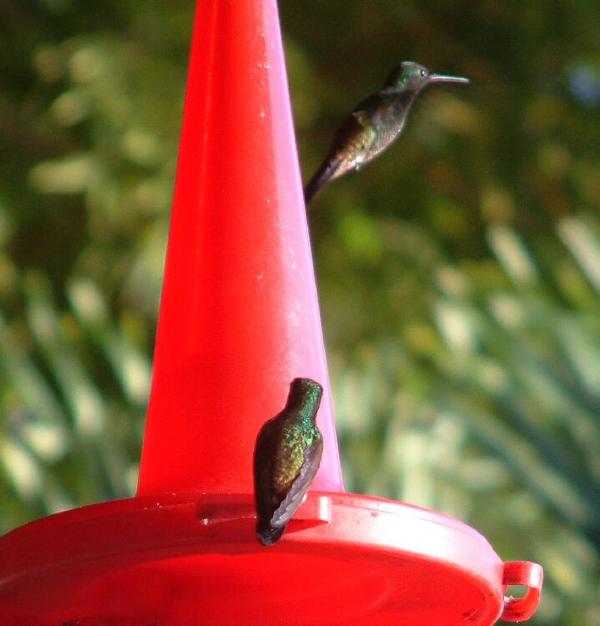 Copper-rumped Hummingbird Copper-rumped Hummingbird