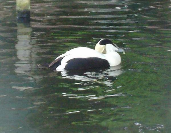 Common Eider Common Eider