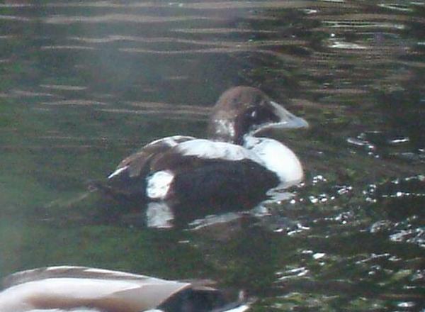 Common Eider