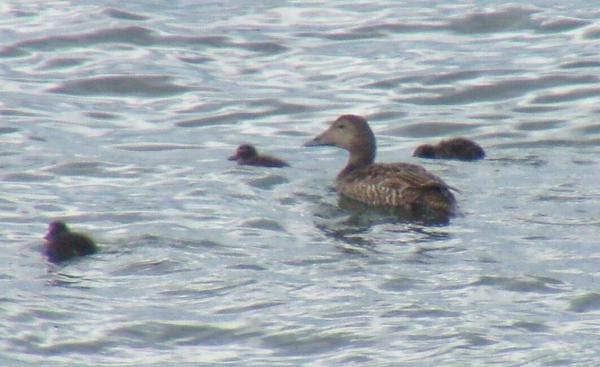 Common Eider