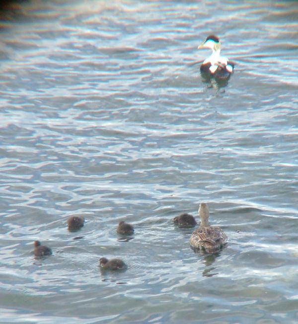 Common Eider