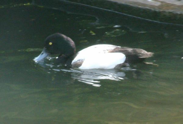 Greater Scaup Greater Scaup