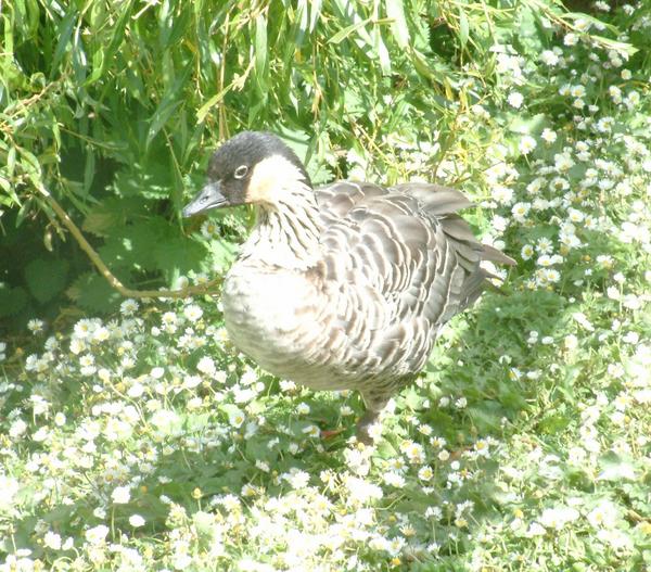 Hawaiian Goose