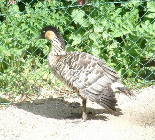 Hawaiian Goose