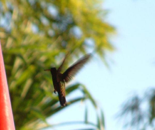 Copper-rumped Hummingbird Copper-rumped Hummingbird