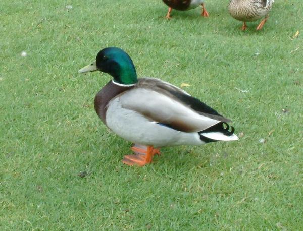Mallard Mallard