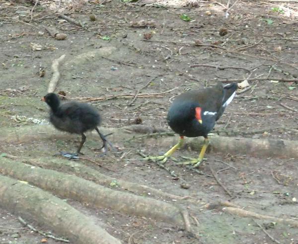 Common Moorhen Common Moorhen