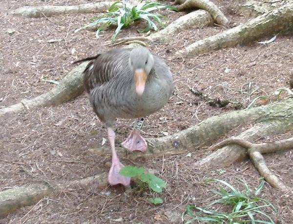 Pink-footed Goose