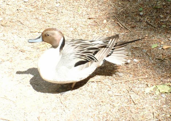 Northern Pintail Northern Pintail