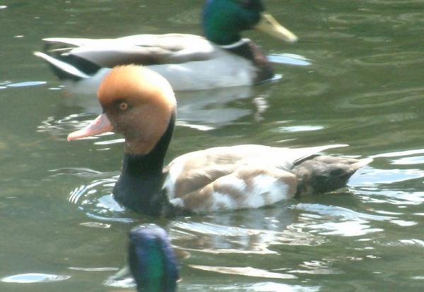 Red-crested Pochard