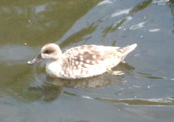 Marbled Teal Marbled Teal