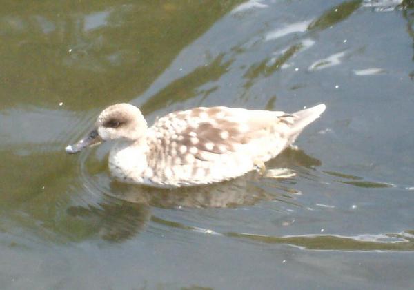 Marbled Teal