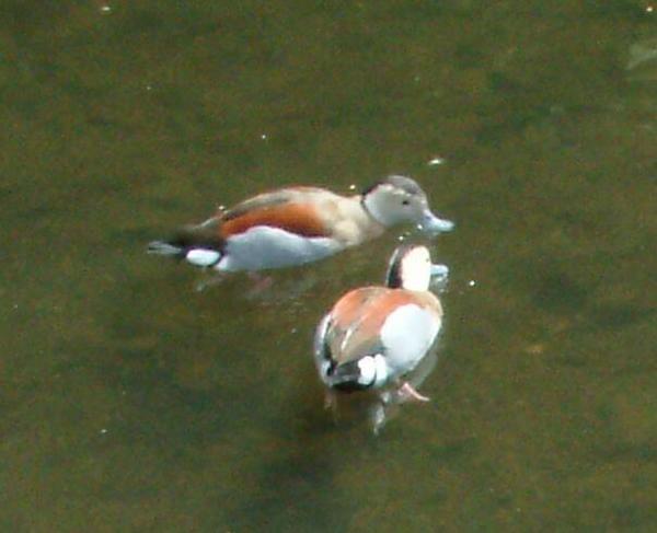 Ringed Teal