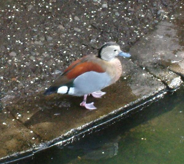 Ringed Teal