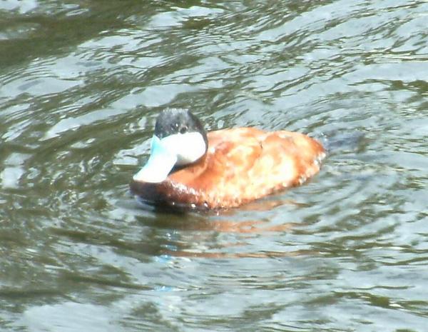 Ruddy Duck