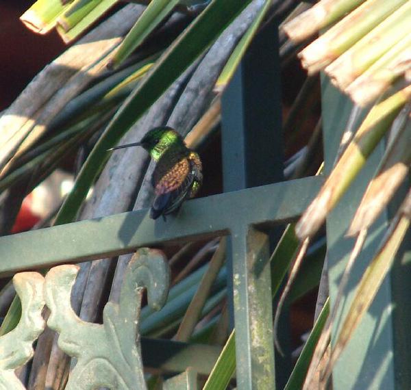 Copper-rumped Hummingbird Copper-rumped Hummingbird