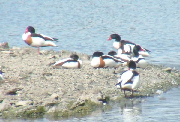 Shelduck Shelduck