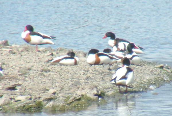 Shelduck