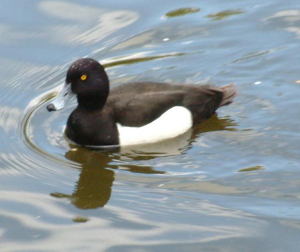 Tufted Duck Tufted Duck