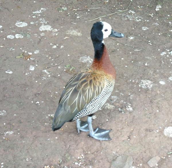 White-faced Whistling Duck White-faced Whistling Duck