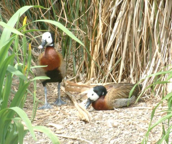 White-faced Whistling Duck