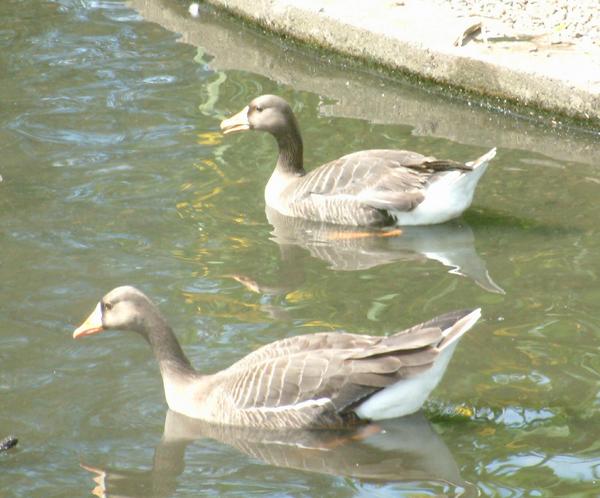 White-fronted Goose White-fronted Goose