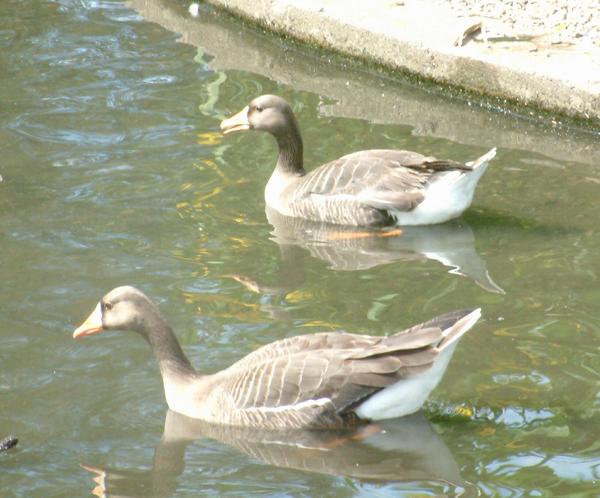 White-fronted Goose