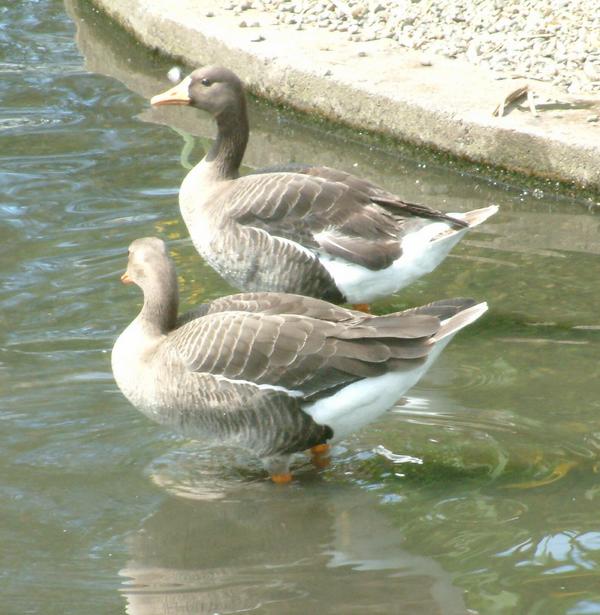 White-fronted Goose White-fronted Goose