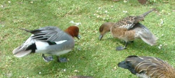 Eurasian Wigeon Eurasian Wigeon