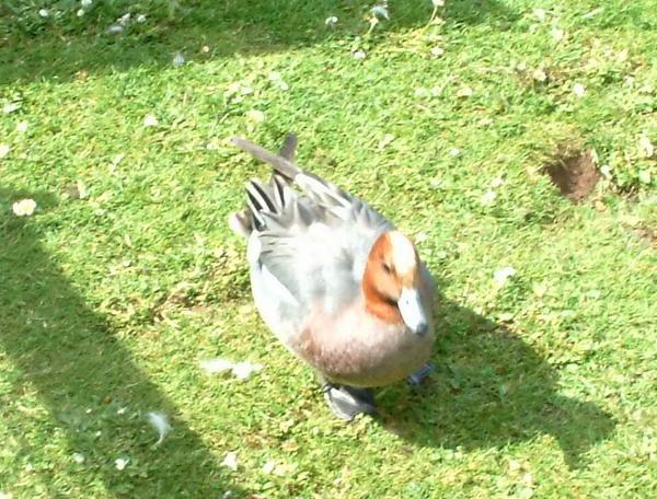 Eurasian Wigeon Eurasian Wigeon