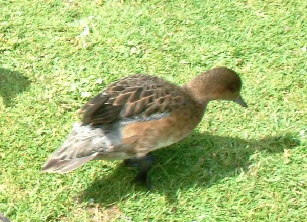 Eurasian Wigeon Eurasian Wigeon