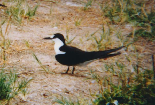 Sooty Tern