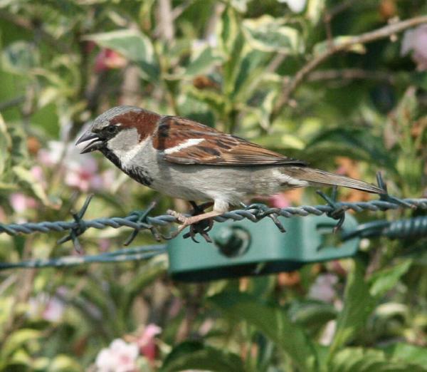 House Sparrow