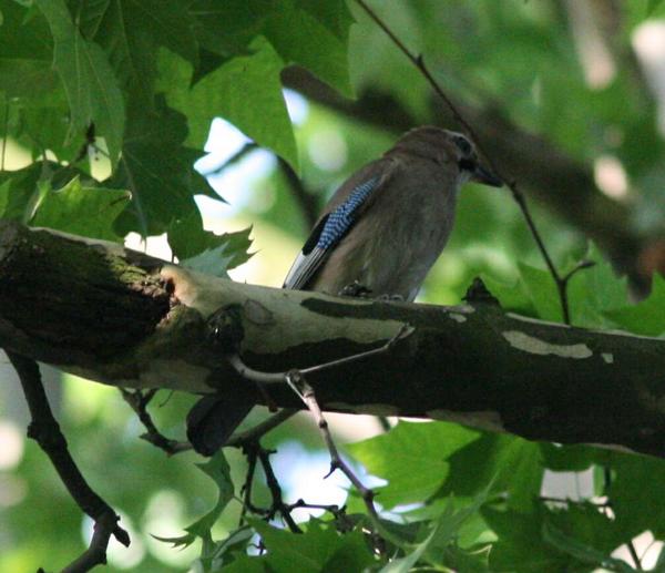 Eurasian Jay Eurasian Jay