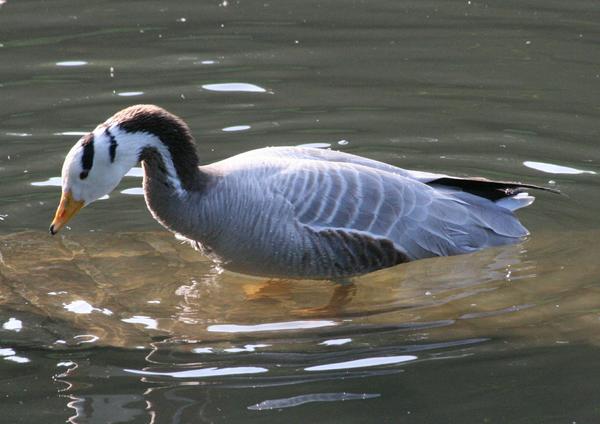 Bar-headed Goose Bar-headed Goose