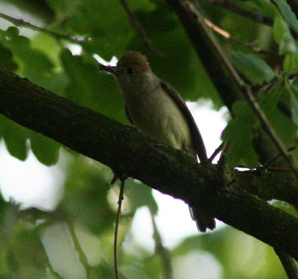 Blackcap Blackcap