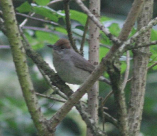 Blackcap Blackcap