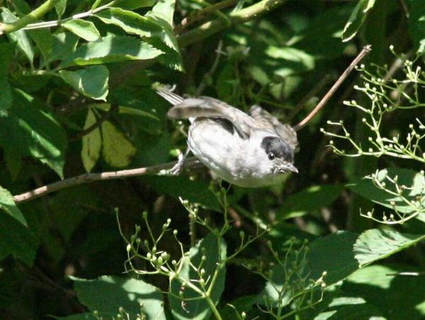 Blackcap Blackcap